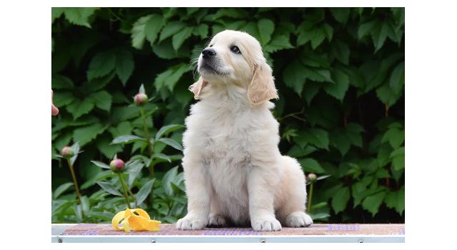 Щенки папийона (папильона) в питомнике Бон Плезир Щенки папийона (папильона) в питомнике Бон Плезир