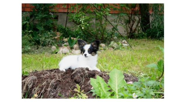 Щенки папийона (папильона) в питомнике Бон Плезир Щенки папийона (папильона) в питомнике Бон Плезир