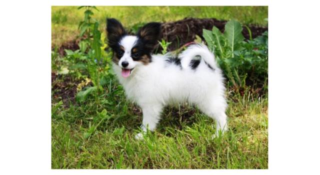 Щенки папийона (папильона) в питомнике Бон Плезир Щенки папийона (папильона) в питомнике Бон Плезир