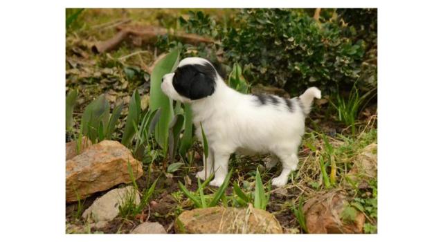 Щенки папийона (папильона) в питомнике Бон Плезир Щенки папийона (папильона) в питомнике Бон Плезир