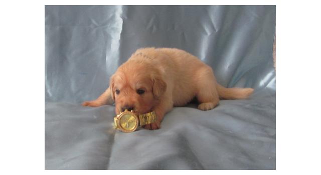 Щенки папийона (папильона) в питомнике Бон Плезир Щенки папийона (папильона) в питомнике Бон Плезир