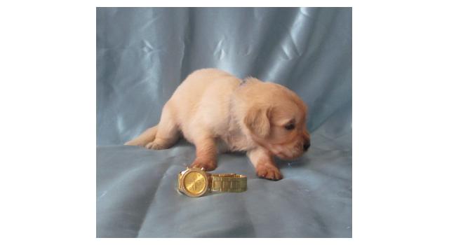 Щенки папийона (папильона) в питомнике Бон Плезир Щенки папийона (папильона) в питомнике Бон Плезир