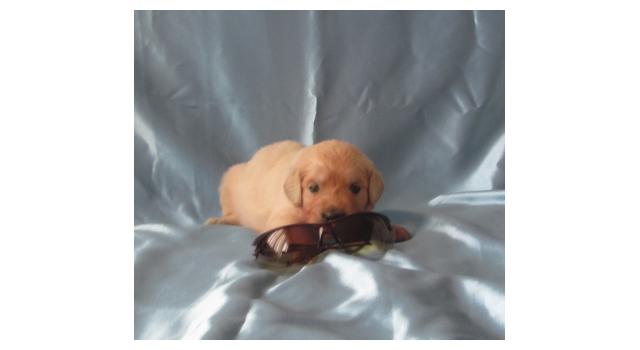 Щенки папийона (папильона) в питомнике Бон Плезир Щенки папийона (папильона) в питомнике Бон Плезир