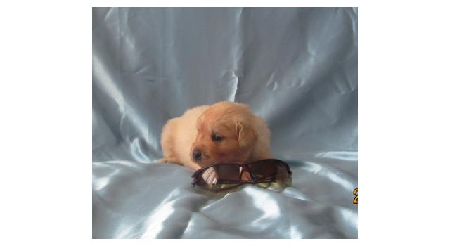 Щенки папийона (папильона) в питомнике Бон Плезир Щенки папийона (папильона) в питомнике Бон Плезир