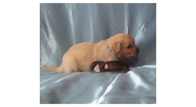 Щенки папийона (папильона) в питомнике Бон Плезир Щенки папийона (папильона) в питомнике Бон Плезир