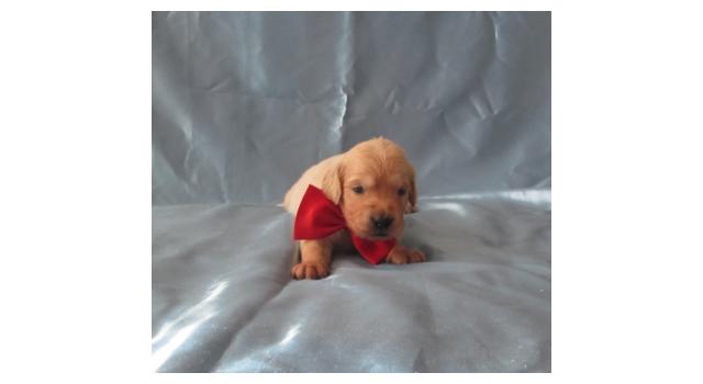 Щенки папийона (папильона) в питомнике Бон Плезир Щенки папийона (папильона) в питомнике Бон Плезир