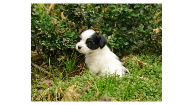 Щенки папийона (папильона) в питомнике Бон Плезир Щенки папийона (папильона) в питомнике Бон Плезир