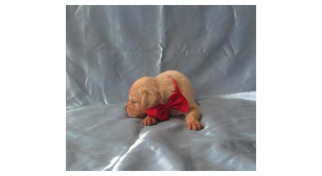 Щенки папийона (папильона) в питомнике Бон Плезир Щенки папийона (папильона) в питомнике Бон Плезир