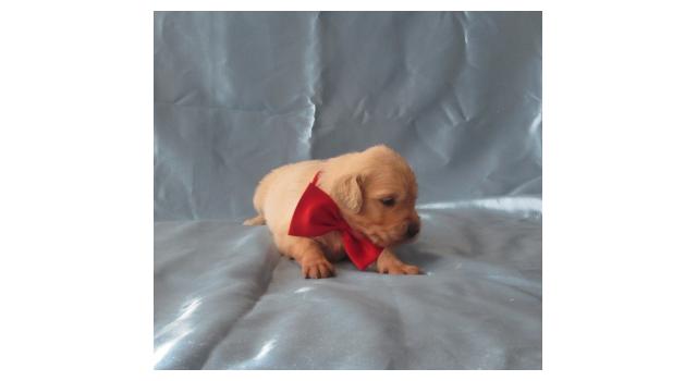 Щенки папийона (папильона) в питомнике Бон Плезир Щенки папийона (папильона) в питомнике Бон Плезир