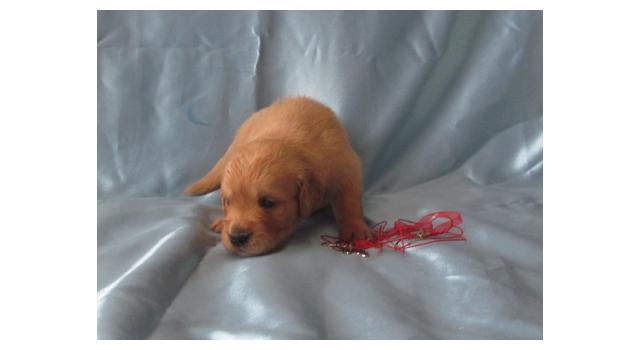 Щенки папийона (папильона) в питомнике Бон Плезир Щенки папийона (папильона) в питомнике Бон Плезир