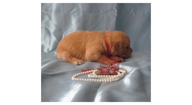 Щенки папийона (папильона) в питомнике Бон Плезир Щенки папийона (папильона) в питомнике Бон Плезир