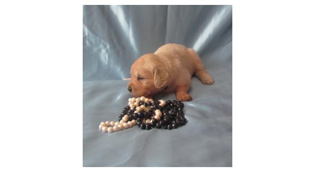 Щенки папийона (папильона) в питомнике Бон Плезир Щенки папийона (папильона) в питомнике Бон Плезир