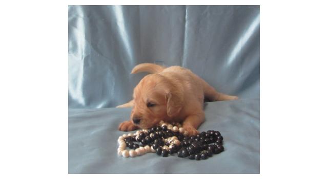 Щенки папийона (папильона) в питомнике Бон Плезир Щенки папийона (папильона) в питомнике Бон Плезир