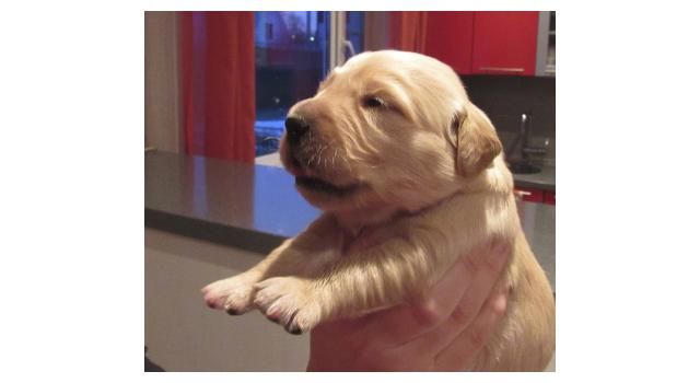 Щенки папийона (папильона) в питомнике Бон Плезир Щенки папийона (папильона) в питомнике Бон Плезир