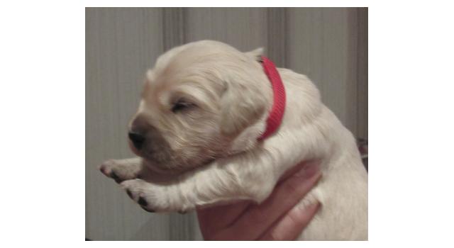 Щенки папийона (папильона) в питомнике Бон Плезир Щенки папийона (папильона) в питомнике Бон Плезир