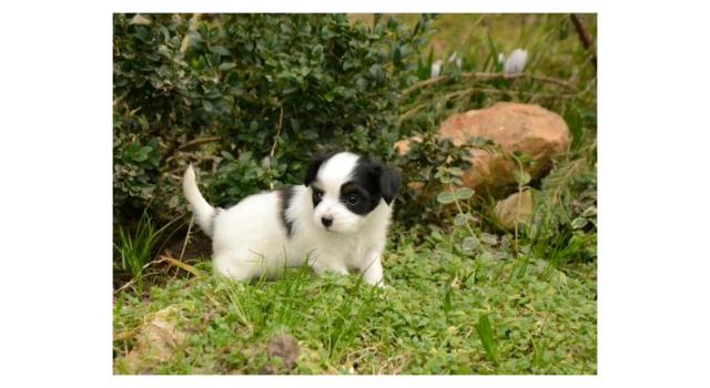 Щенки папийона (папильона) в питомнике Бон Плезир Щенки папийона (папильона) в питомнике Бон Плезир