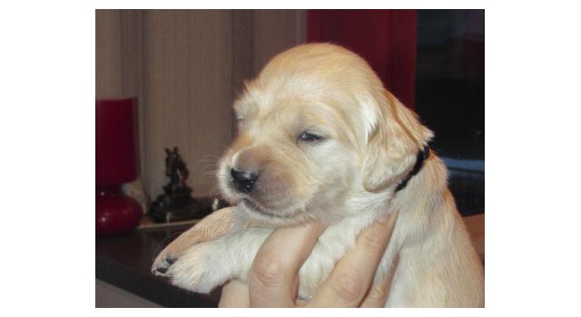 Щенки папийона (папильона) в питомнике Бон Плезир Щенки папийона (папильона) в питомнике Бон Плезир