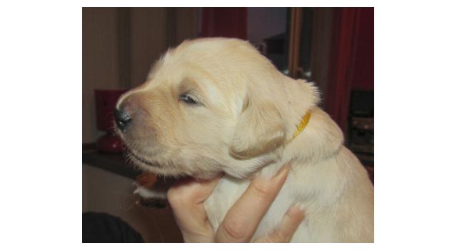 Щенки папийона (папильона) в питомнике Бон Плезир Щенки папийона (папильона) в питомнике Бон Плезир