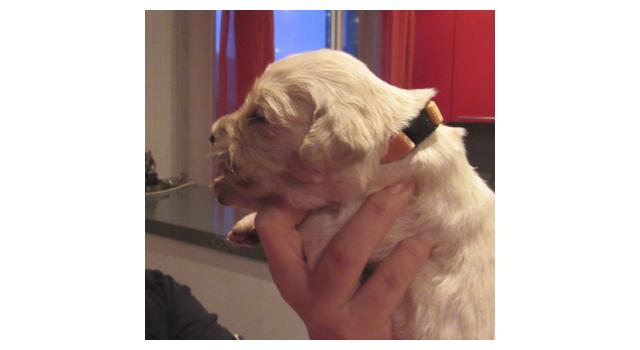 Щенки папийона (папильона) в питомнике Бон Плезир Щенки папийона (папильона) в питомнике Бон Плезир