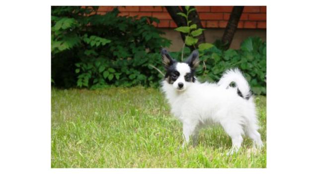 Щенки папийона (папильона) в питомнике Бон Плезир Щенки папийона (папильона) в питомнике Бон Плезир