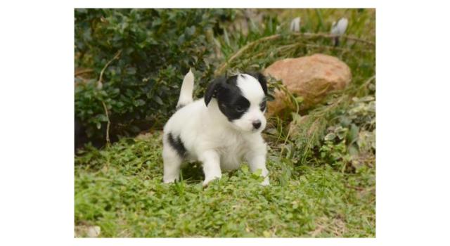Щенки папийона (папильона) в питомнике Бон Плезир Щенки папийона (папильона) в питомнике Бон Плезир
