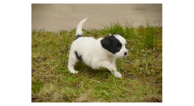 Щенки папийона (папильона) в питомнике Бон Плезир Щенки папийона (папильона) в питомнике Бон Плезир