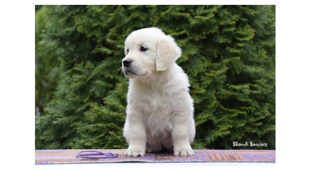 Puppies of papillon in Bon Plaisir Kennel Puppies of papillon in Bon Plaisir Kennel
