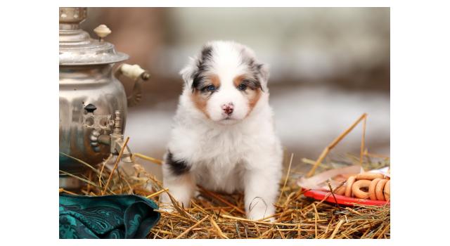 Щенки папийона (папильона) в питомнике Бон Плезир Щенки папийона (папильона) в питомнике Бон Плезир