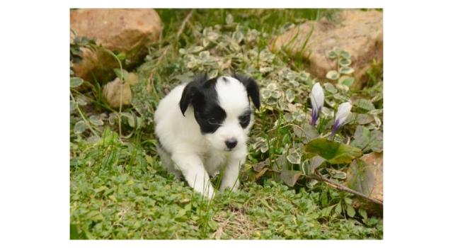 Щенки папийона (папильона) в питомнике Бон Плезир Щенки папийона (папильона) в питомнике Бон Плезир