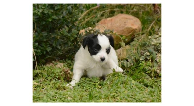 Щенки папийона (папильона) в питомнике Бон Плезир Щенки папийона (папильона) в питомнике Бон Плезир