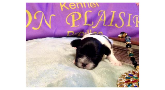 Puppies of papillon in Bon Plaisir Kennel Puppies of papillon in Bon Plaisir Kennel