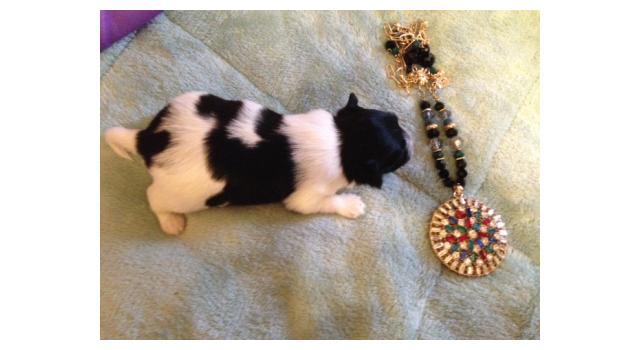 Puppies of papillon in Bon Plaisir Kennel Puppies of papillon in Bon Plaisir Kennel