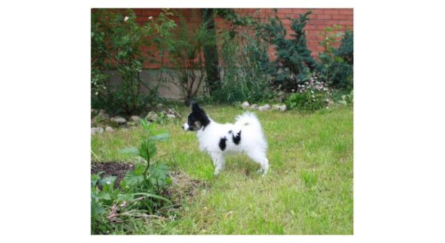 Щенки папийона (папильона) в питомнике Бон Плезир Щенки папийона (папильона) в питомнике Бон Плезир