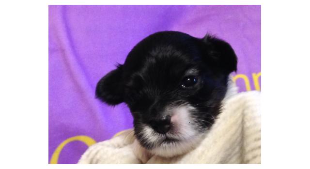 Puppies of papillon in Bon Plaisir Kennel Puppies of papillon in Bon Plaisir Kennel