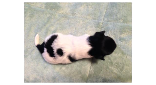 Puppies of papillon in Bon Plaisir Kennel Puppies of papillon in Bon Plaisir Kennel