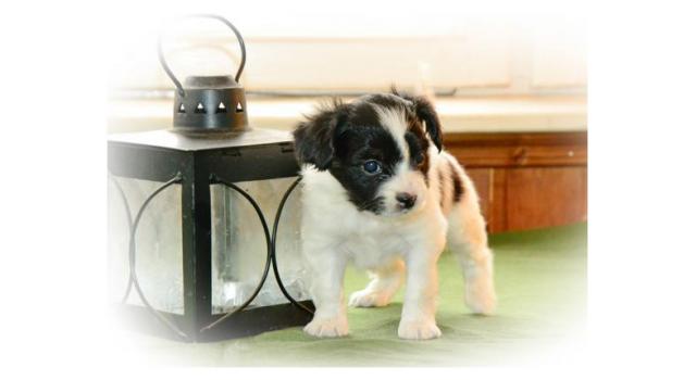 Щенки папийона (папильона) в питомнике Бон Плезир Щенки папийона (папильона) в питомнике Бон Плезир