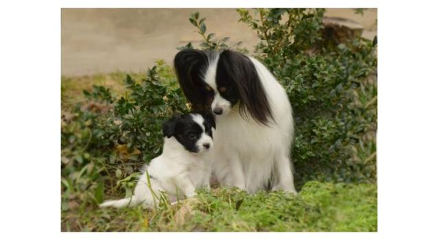 Щенки папийона (папильона) в питомнике Бон Плезир Щенки папийона (папильона) в питомнике Бон Плезир