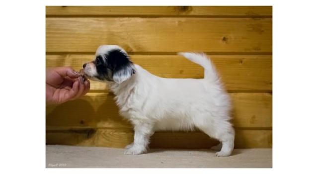 Щенки папийона (папильона) в питомнике Бон Плезир Щенки папийона (папильона) в питомнике Бон Плезир