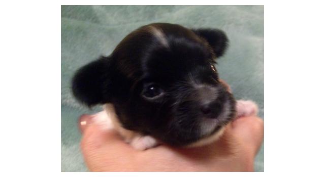 Puppies of papillon in Bon Plaisir Kennel Puppies of papillon in Bon Plaisir Kennel