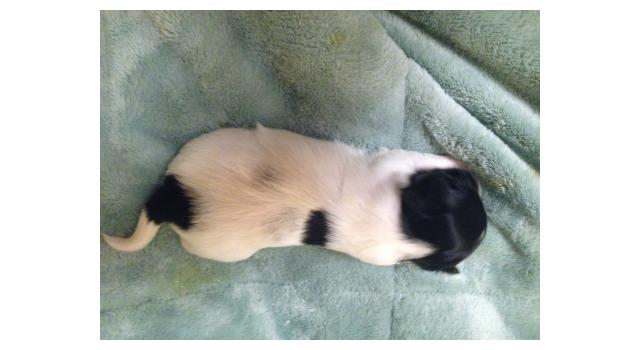 Puppies of papillon in Bon Plaisir Kennel Puppies of papillon in Bon Plaisir Kennel