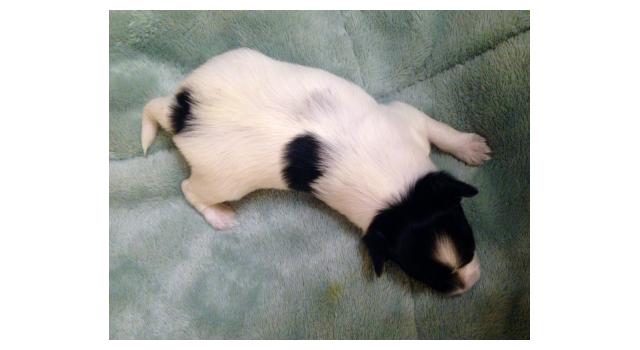 Puppies of papillon in Bon Plaisir Kennel Puppies of papillon in Bon Plaisir Kennel