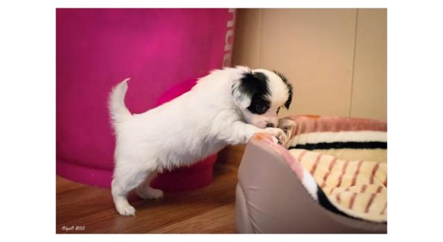 Щенки папийона (папильона) в питомнике Бон Плезир Щенки папийона (папильона) в питомнике Бон Плезир