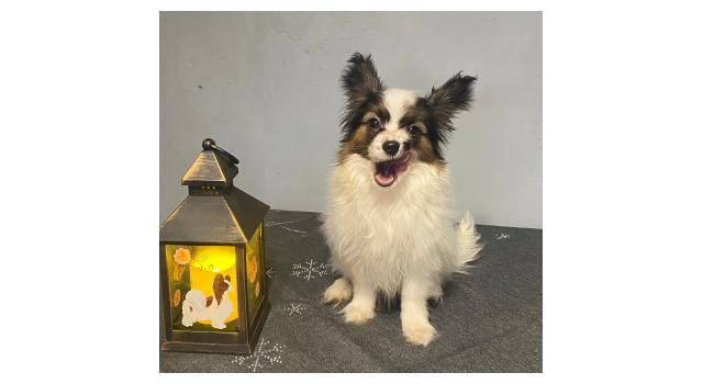 Щенки папийона (папильона) в питомнике Бон Плезир Щенки папийона (папильона) в питомнике Бон Плезир