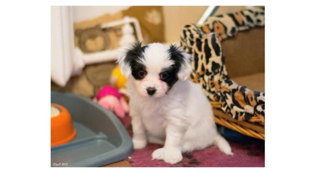Щенки папийона (папильона) в питомнике Бон Плезир Щенки папийона (папильона) в питомнике Бон Плезир
