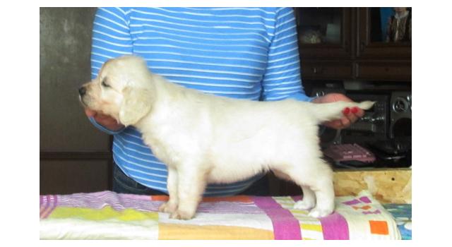 Щенки папийона (папильона) в питомнике Бон Плезир Щенки папийона (папильона) в питомнике Бон Плезир