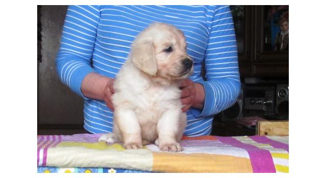 Щенки папийона (папильона) в питомнике Бон Плезир Щенки папийона (папильона) в питомнике Бон Плезир