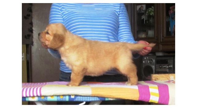 Щенки папийона (папильона) в питомнике Бон Плезир Щенки папийона (папильона) в питомнике Бон Плезир