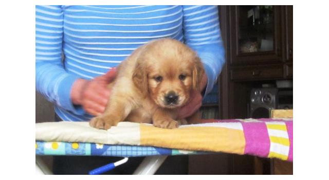 Щенки папийона (папильона) в питомнике Бон Плезир Щенки папийона (папильона) в питомнике Бон Плезир