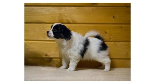 Щенки папийона (папильона) в питомнике Бон Плезир Щенки папийона (папильона) в питомнике Бон Плезир