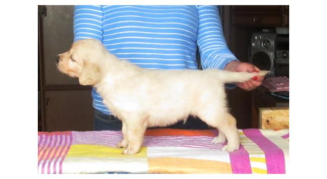 Щенки папийона (папильона) в питомнике Бон Плезир Щенки папийона (папильона) в питомнике Бон Плезир